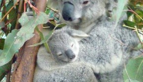 brisbane4-4
