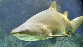 Sand Shark